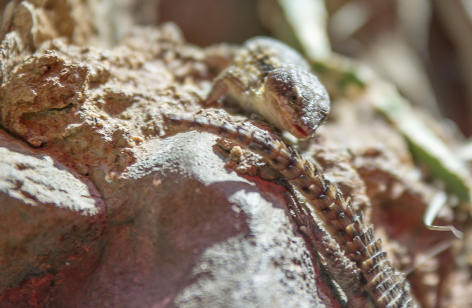 San Diego Zoo Part I 158